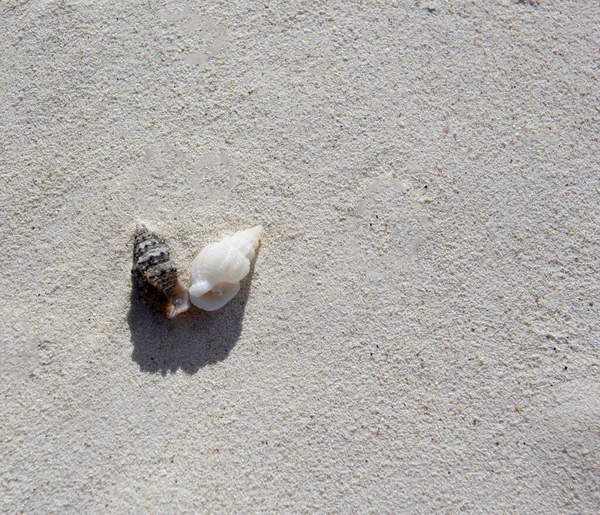 ニューカレドニアの貝殻のあるサンゴの砂の背景 — ストック写真