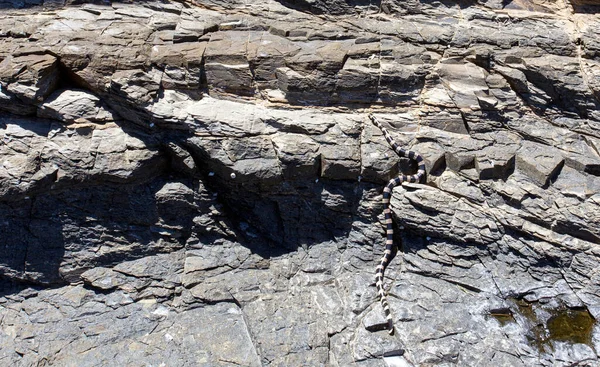 Der Neukaledonische Meereskrait Auf Einem Felsen Neukaledonien — Stockfoto