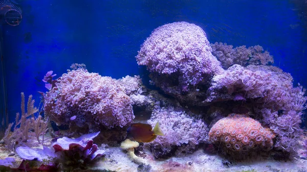 Pohled Mořské Korálové Akvárium Itálie — Stock fotografie