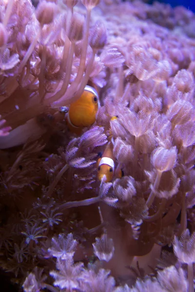 Zicht Een Zee Koraal Aquarium Italie — Stockfoto
