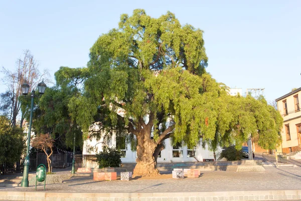 Valparaiso Chile August 2019 Street View Valparaiso Beautiful Old Tree — Stock Photo, Image