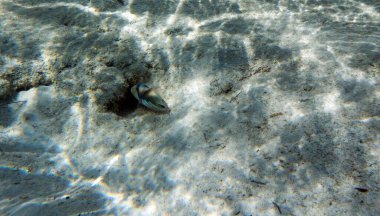 Yeni Kaledonya 'da yiyecek arayan Picasso balığı.