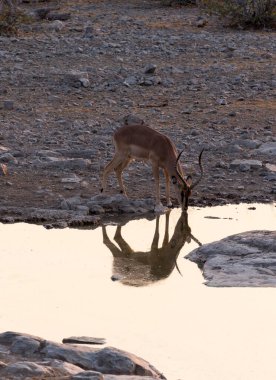 Namibya 'daki su birikintisinde bir akudu görüntüsü