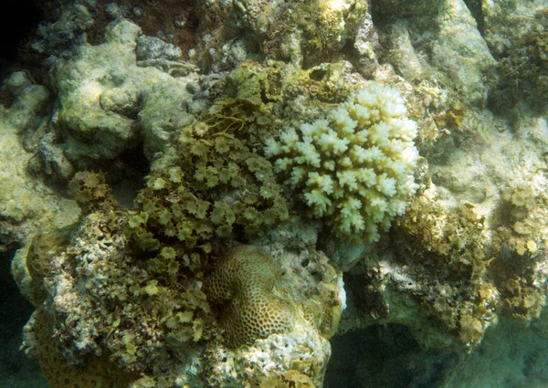 塞舌尔的珊瑚已经被漂白 珊瑚礁几乎已经死亡 — 图库照片