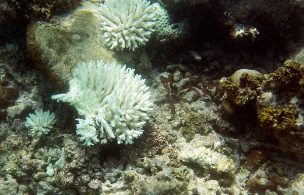 Coralli Candeggianti Alle Seychelles Barriera Corallina Quasi Morta — Foto Stock