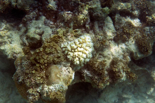 Coralli Candeggianti Alle Seychelles Barriera Corallina Quasi Morta — Foto Stock