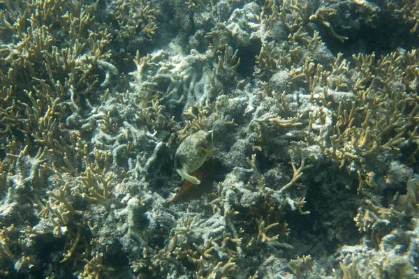 Puffer Fish Corals Togian Islands Indonesia — Stock Photo, Image