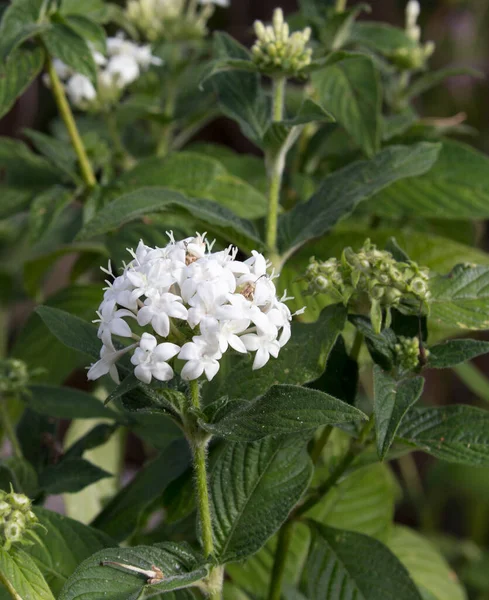 Photo White Flower New Caledonia — Stock Photo, Image
