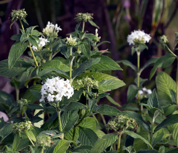 Photo White Flower New Caledonia — Stock Photo, Image