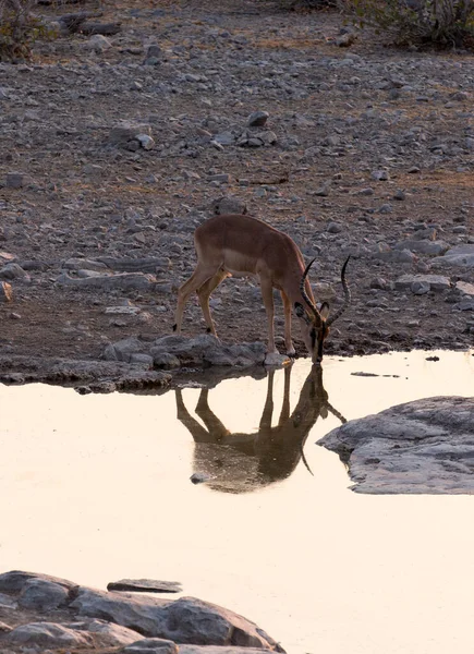 View Kudu Waterhole Namibia — Stock Photo, Image