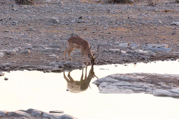 Vista Kudu Pozo Agua Namibia —  Fotos de Stock