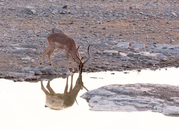 View Kudu Waterhole Namibia — Stock Photo, Image