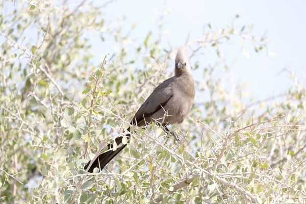 Vada Uccello Cespuglio Namibia — Foto Stock