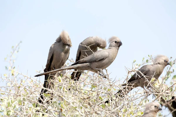 Vada Uccello Cespuglio Namibia — Foto Stock