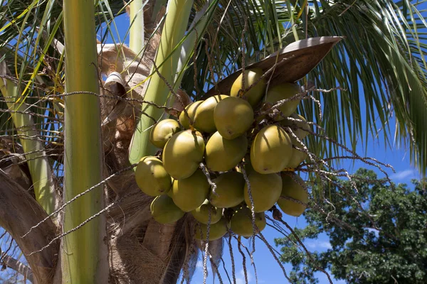 Een Kokosnoot Plant Met Vers Fruit Tropisch Land — Stockfoto