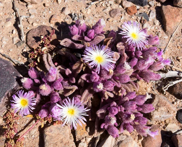 Beautiful Pink Flower Desert Namibia — Stock Photo, Image