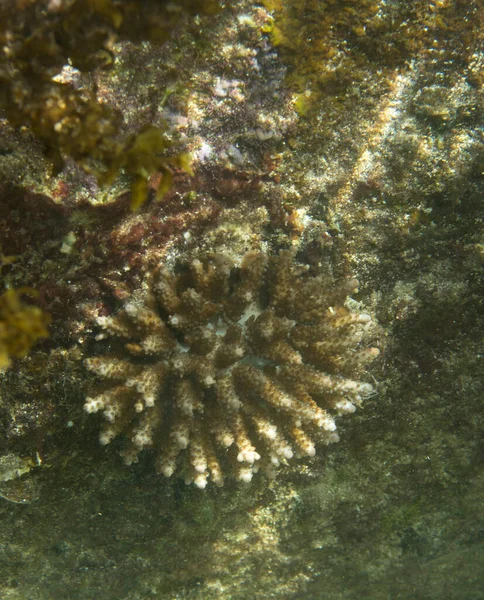 Bleaching Corals Seychelles Reef Almost Dead — Stock Photo, Image