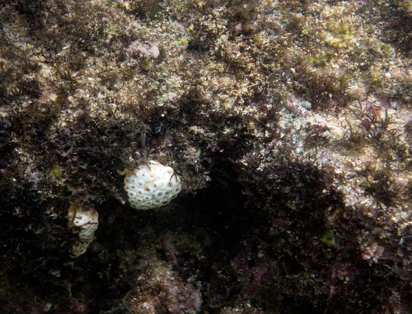 Blanqueando Corales Seychelles Arrecife Está Casi Muerto — Foto de Stock