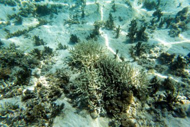 Yeni Kaledonya 'da mercanlarla dolu bir deniz manzarası