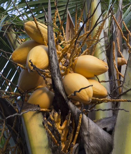 Vista Uma Planta Coco Com Frutas Seychelles — Fotografia de Stock