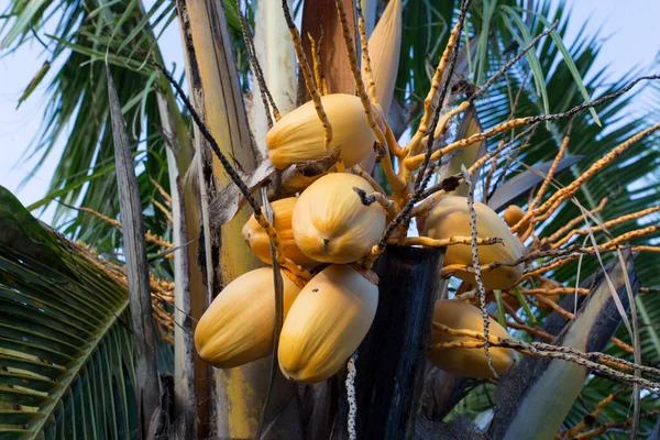 Utsikt Kokosnøttplante Med Frukt Seychellene – stockfoto