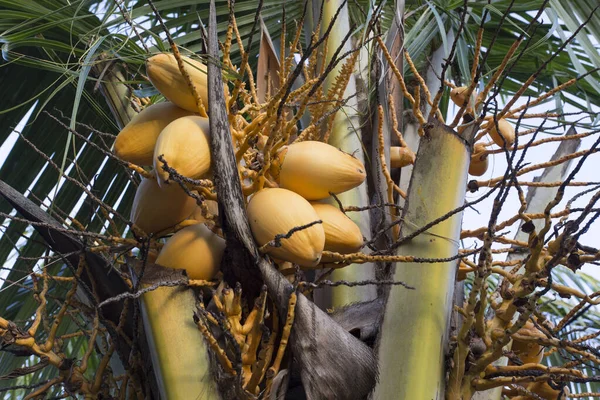 Veduta Una Pianta Cocco Con Frutti Alle Seychelles — Foto Stock