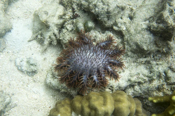 一冠荆棘海星正在杀死珊瑚 — 图库照片