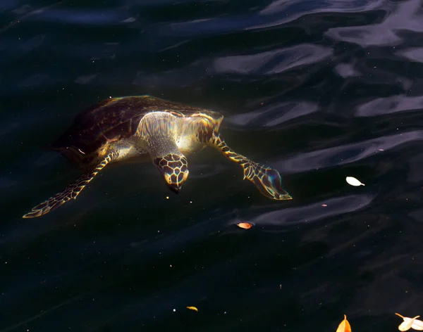 Sköldpadda Som Simmar Ett Hål Ouvea Nya Kaledonien — Stockfoto
