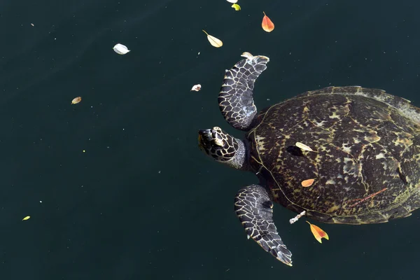 Una Tortuga Nadando Agujero Isla Ouvea Nueva Caledonia —  Fotos de Stock