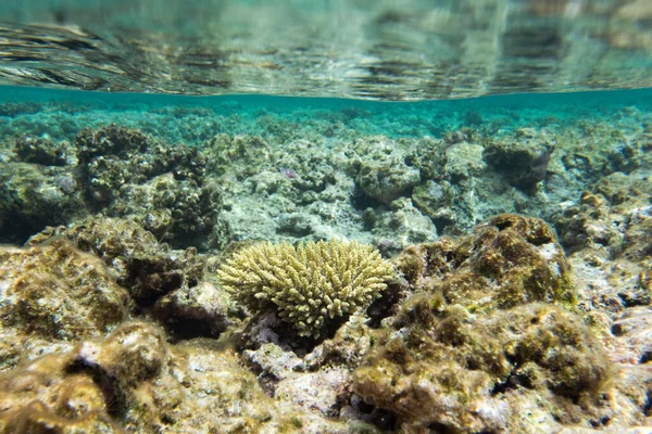 Pohled Moře Korály Nové Kaledonii — Stock fotografie