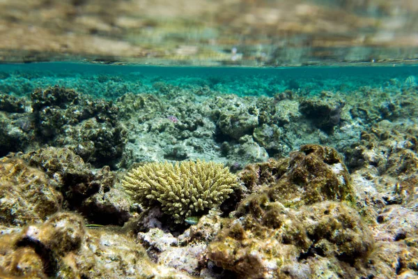 Una Vista Sulla Vita Marina Con Coralli Nuova Caledonia — Foto Stock