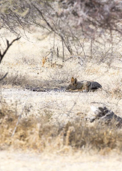 Foto Eines Ruhenden Schakals Namibia — Stockfoto