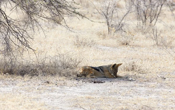 Foto Chacal Reposo Namibia — Foto de Stock