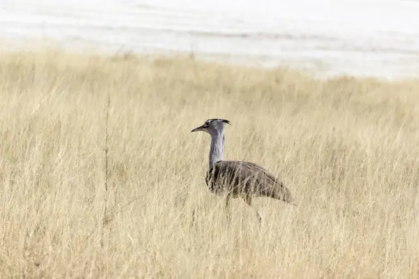 Kori Bustard Fågel Observerad Namibia — Stockfoto
