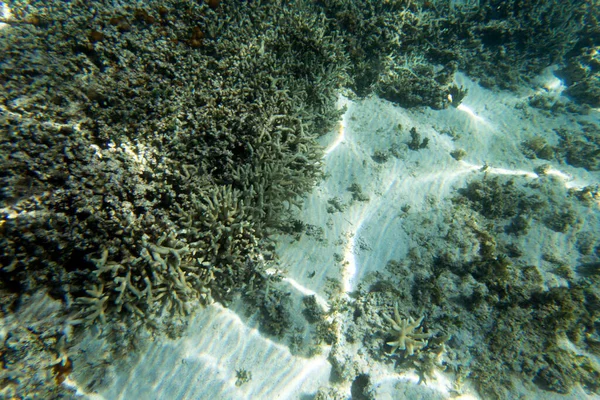 Una Vista Sulla Vita Marina Con Coralli Nuova Caledonia — Foto Stock