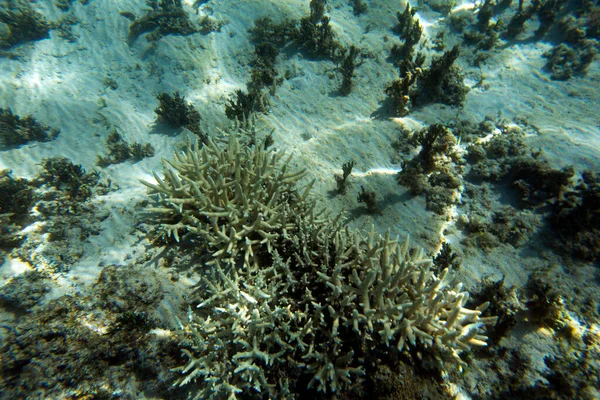 Una Vista Sulla Vita Marina Con Coralli Nuova Caledonia — Foto Stock