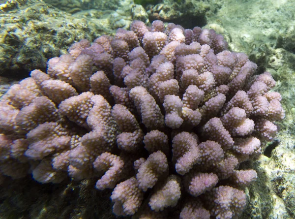 Een Marine Leven Uitzicht Met Koralen Nieuw Caledonië — Stockfoto