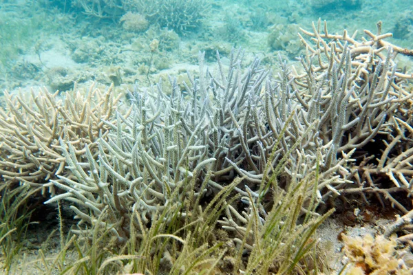 Marine Life View Corals New Caledonia — Stock Photo, Image