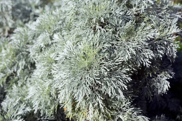 Rostlina Shrubby Absinthe Nalezená Sardinii Itálii — Stock fotografie