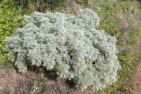 Una Pianta Assenzio Arbustivo Trovato Sardegna Italia — Foto Stock