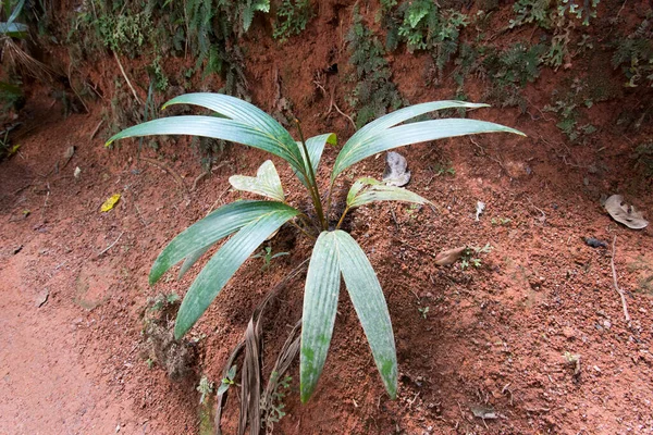 Een Kleine Kokosnoot Palm Boom Mei Vallei Praslin — Stockfoto