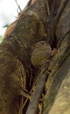 Endonezya 'daki Tangkoko Ulusal Parkı' nda bir tarsius.