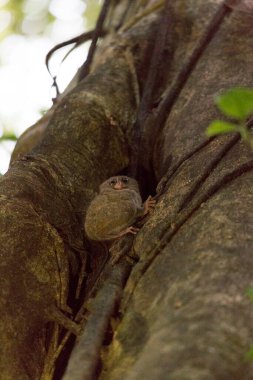 Endonezya 'daki Tangkoko Ulusal Parkı' nda bir tarsius.