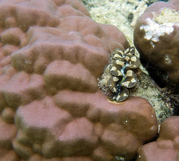 Olbrzymia Tridacna Koralowiec Morzu Nowej Kaledonii — Zdjęcie stockowe