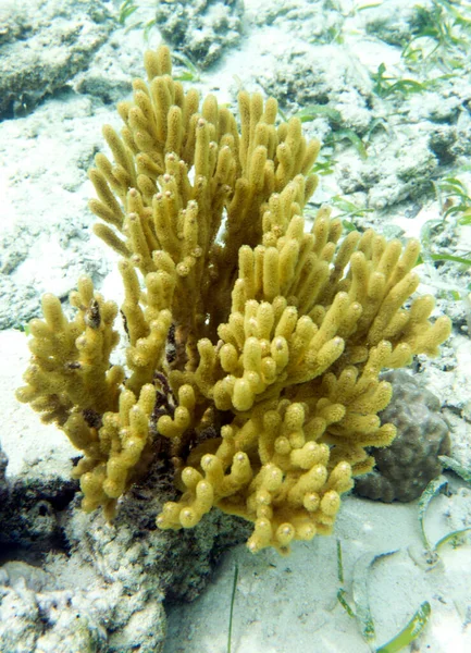 Picture Beautiful Yellow Gorgonia Coral Togian Islands — Stock Photo, Image