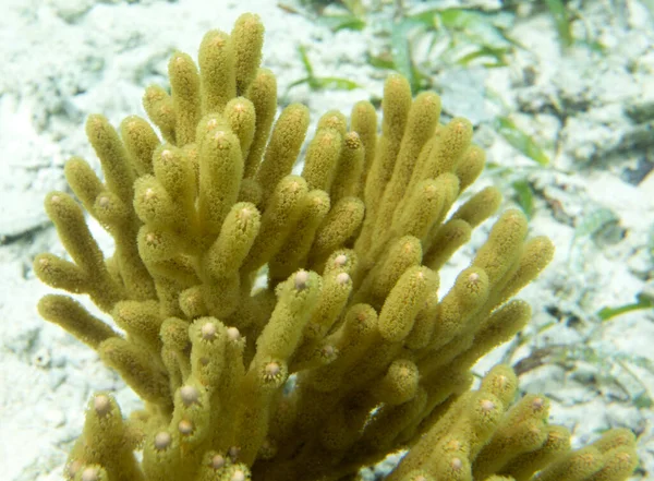 Ein Bild Einer Wunderschönen Gelben Gorgonien Koralle Togian Islands — Stockfoto