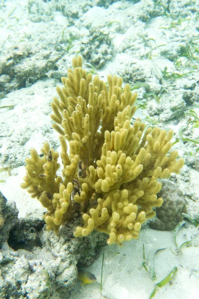 Изображение Красивого Желтого Коралла Горгонии Островах Токто — стоковое фото
