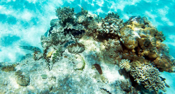 Giant Tridacna Coral Sea New Caledonia — Stock Photo, Image