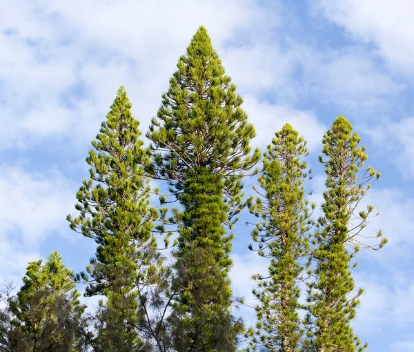 Ile Des Pins Mavi Gökyüzü Üzerindeki Araucaria Ağaçları — Stok fotoğraf