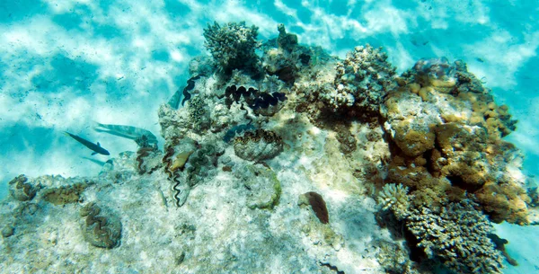 Yeni Kaledonya Denizi Nde Dev Tridacna Mercan — Stok fotoğraf